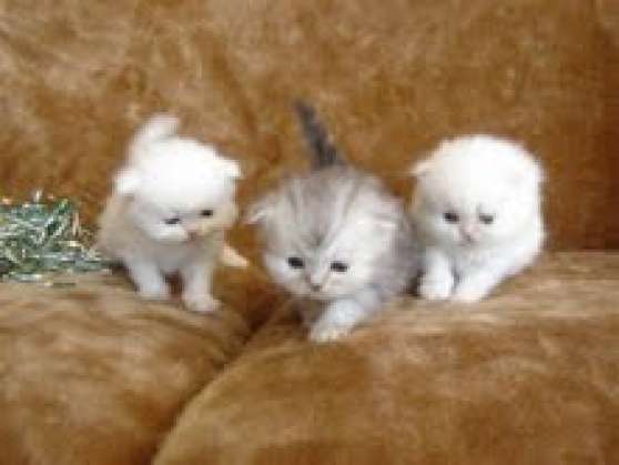 Annonce occasion, vente ou achat 'Adorables chatons persans'