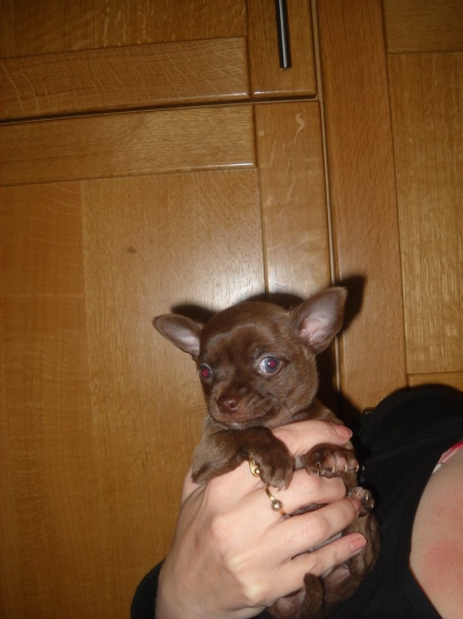 Annonce occasion, vente ou achat 'chiot chihuahua male poils court'