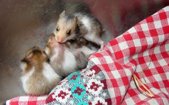 Annonce occasion, vente ou achat 'Donne adorables bbs hamsters syriens'
