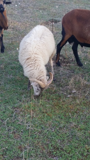 Annonce occasion, vente ou achat 'moutons ouessant'