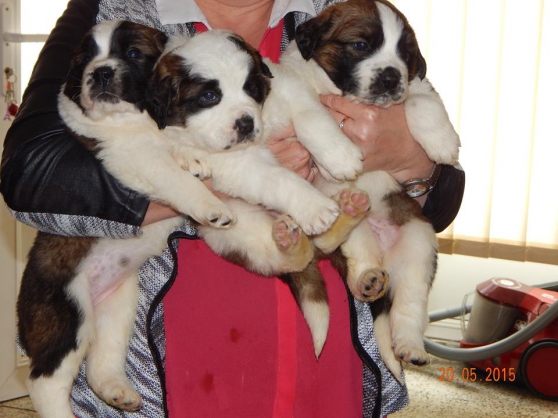 Annonce occasion, vente ou achat 'chiot type ST BERNARD'
