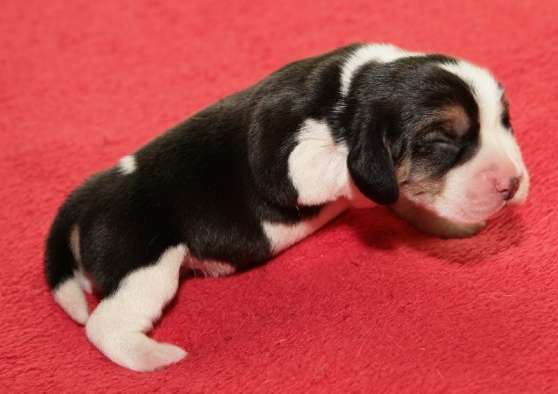 Annonce occasion, vente ou achat 'chiots type beagle'