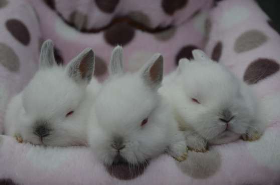 Annonce occasion, vente ou achat 'Adorable bbs lapins nains'