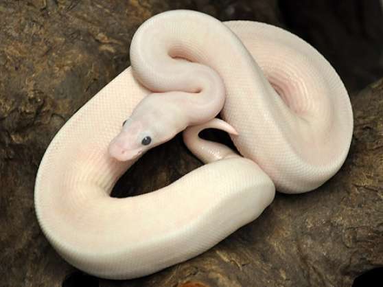 Annonce occasion, vente ou achat 'Don de python blanc'