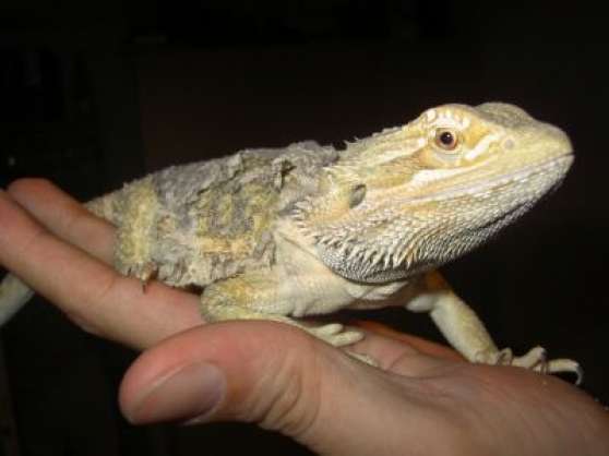 Annonce occasion, vente ou achat 'Geckos Lopard Dragond\'eau Dragon barbu'
