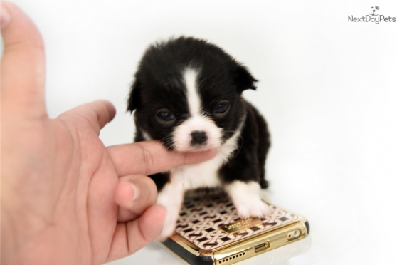 Adorable Petit Prince Chihuahua Disponib