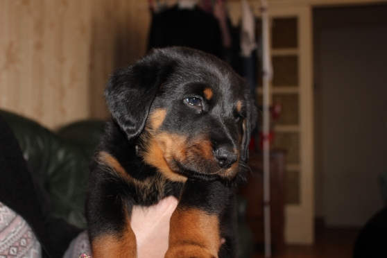 Chiot Beauceron Marche Fr Chiot Beauceron Marche Fr