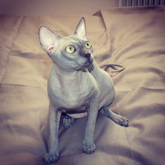 Annonce occasion, vente ou achat 'Propose mle sphynx loof pour saillie'