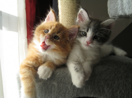 Annonce occasion, vente ou achat 'Magnifiques chatons Maine Coon'