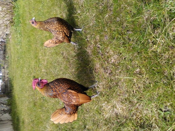 Vends couple Sebright