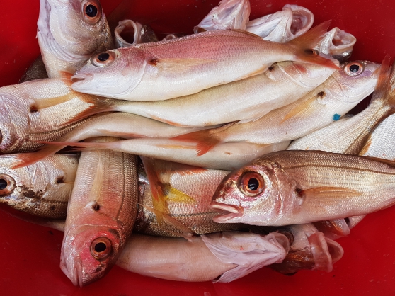 Annonce occasion, vente ou achat 'troc poisson frais du jour'