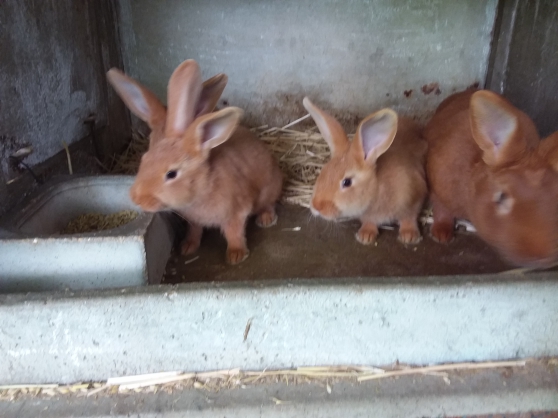 Bébés lapins fauve de bourgogne