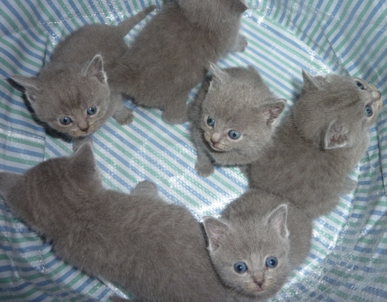 Annonce occasion, vente ou achat 'magnifiques chatons Chartreux pure race'
