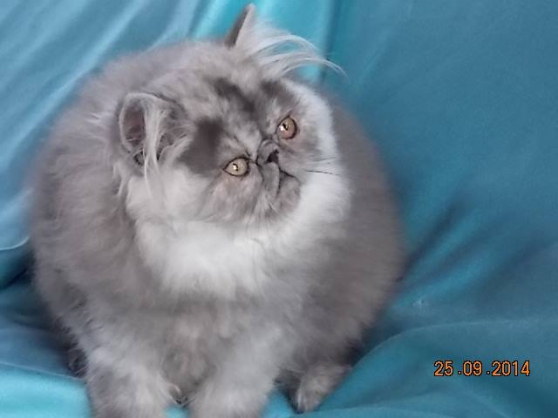 Annonce occasion, vente ou achat 'Magnifiques chatons persans'
