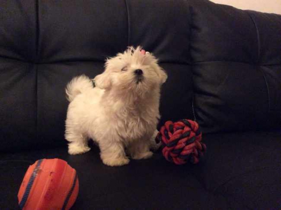 Chiot Type Bichon Maltais De Pure Race A Aurons Marche Fr Chiot Type Bichon Maltais De Pure Race A Aurons Marche Fr
