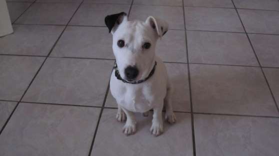 Propose Male Jack Russel Pour Saillie Marche Fr