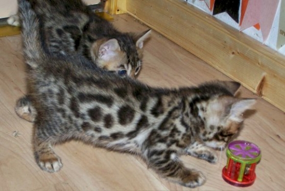 Annonce occasion, vente ou achat 'bengal bown spotted tabby'