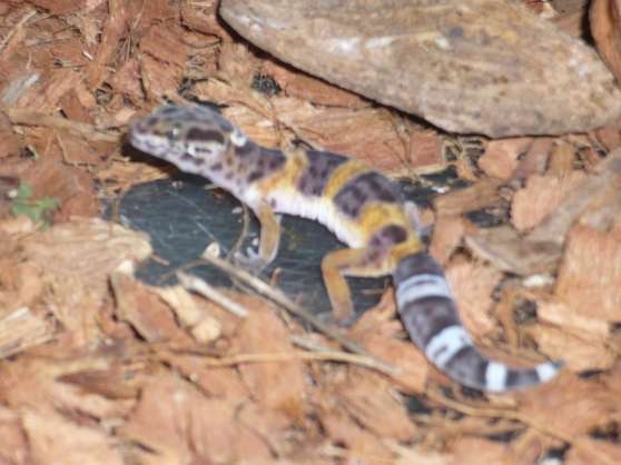Annonce occasion, vente ou achat 'URGENT vends Gecko lopard incub femell'