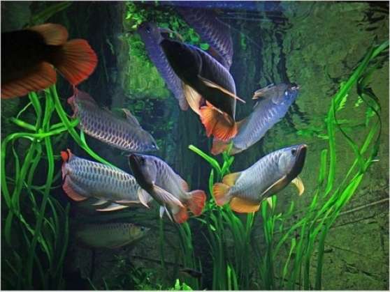 Annonce occasion, vente ou achat 'Poissons d aquarium (type RTG Arowana'