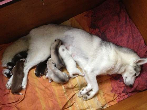 Annonce occasion, vente ou achat 'chiot husky'