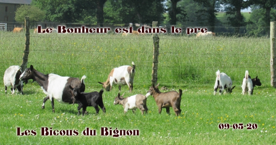 Recherchez Vente Ou Occasion Animaux Annonce Gratuite Sur Marche Fr