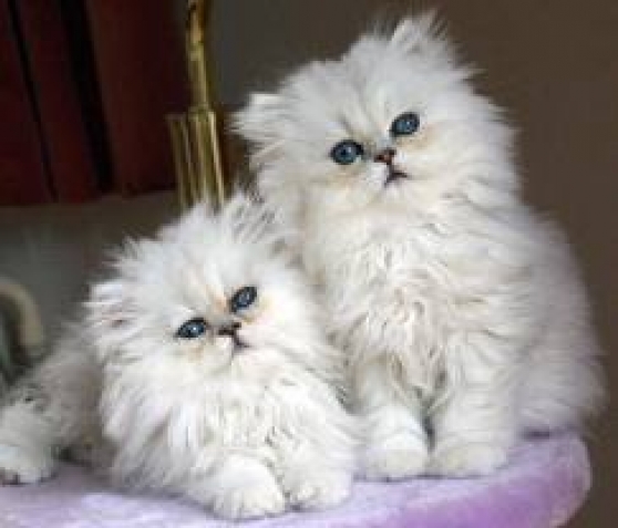 Chatons d\'apparence persan dispo