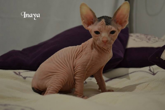 Annonce occasion, vente ou achat 'Chatons Sphynx'