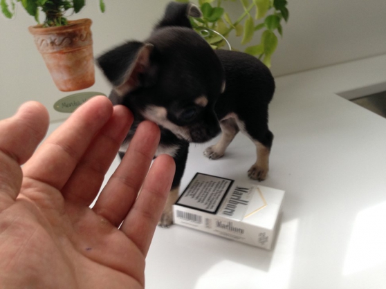 Annonce occasion, vente ou achat 'Chihuahua EXTRA mini'