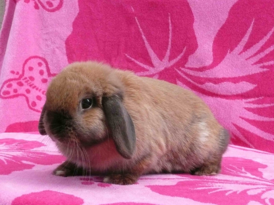 Annonce occasion, vente ou achat 'Elevage amateur lapins nains'