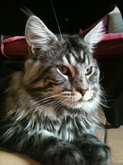 Annonce occasion, vente ou achat 'Saillie Male Maine Coon LOOF Gros Gabari'