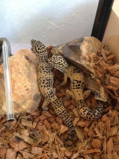 Annonce occasion, vente ou achat 'Urgent vends couple Gecko lopard reprod'