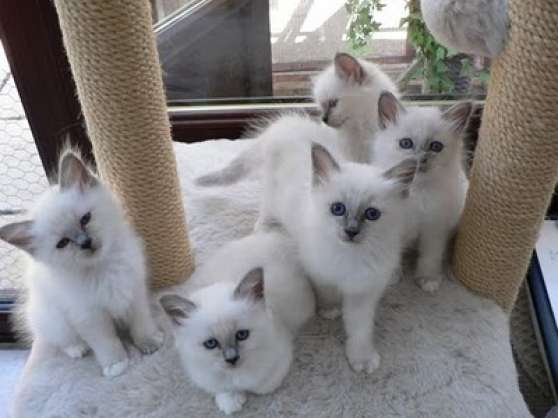 Chatons Type Sacre De Birmanie Non Loof Marche Fr