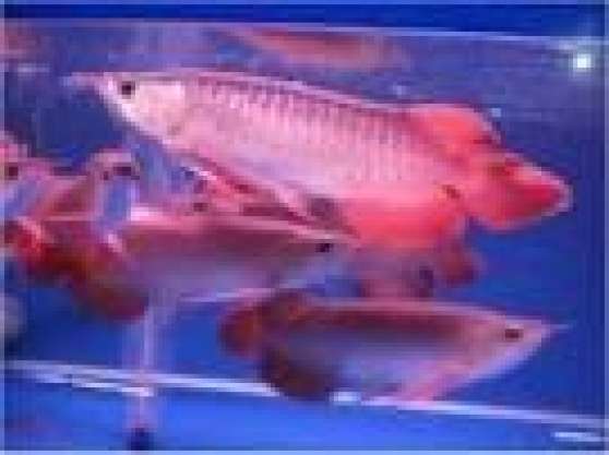 Annonce occasion, vente ou achat 'lve en famille poisson arowana'