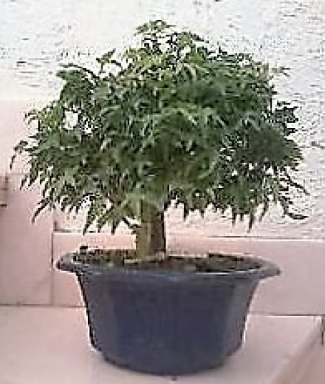 Annonce occasion, vente ou achat 'bonsai Acer palm.\'Murasaki Kiyohime\'25cm'