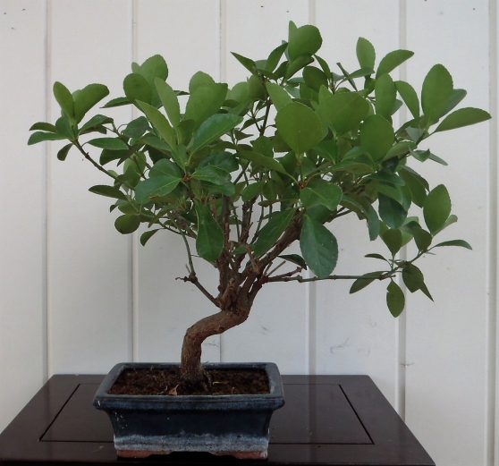 Annonce occasion, vente ou achat 'Ficus retina 35cm'