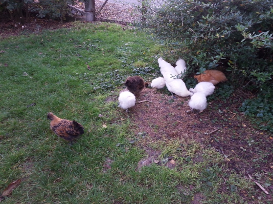 Annonce occasion, vente ou achat 'poules naines'