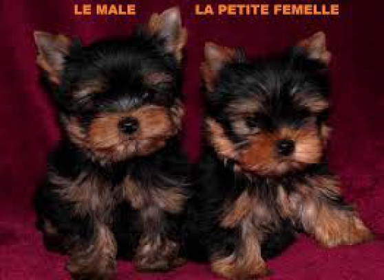 Annonce homme cherche une femme