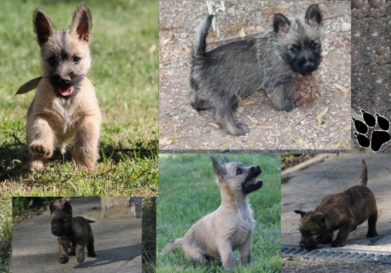 Annonce occasion, vente ou achat 'Adorables chiots Cairn Terrier'