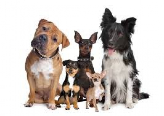Annonce occasion, vente ou achat 'Famille garde animaux'