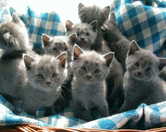 Annonce occasion, vente ou achat 'a rserver chatons chartreux non loof'