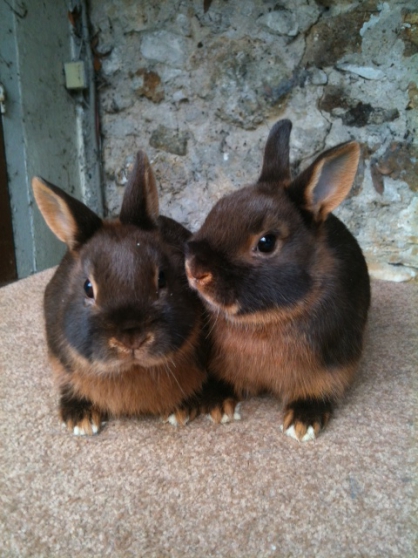 Annonce occasion, vente ou achat 'Vritables lapins nains de races pures'
