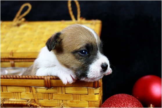 Annonce occasion, vente ou achat 'parson russell terrier LOF qualit expo,'