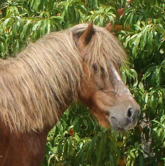 Annonce occasion, vente ou achat 'poney type welsh'