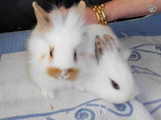 Bebe Lapin Nain Angora Marche Fr