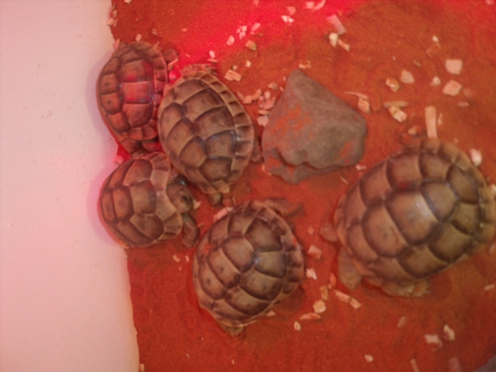 Amazon Fr  Terrarium Pour Tortue Terrestre  Animalerie