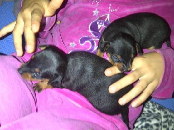Annonce occasion, vente ou achat 'Chiots pinscher toy'