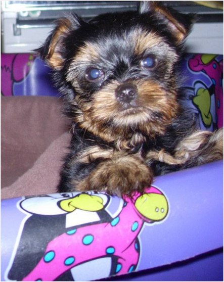 Recherchez Vente Ou Occasion Animaux Annonce Gratuite Sur