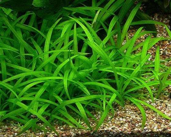 Annonce occasion, vente ou achat 'vente plantes aquarium'