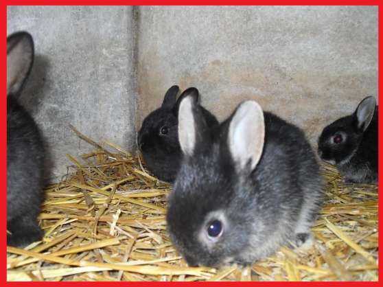 Annonce occasion, vente ou achat '3 bbs lapins disponibles immdiatement'