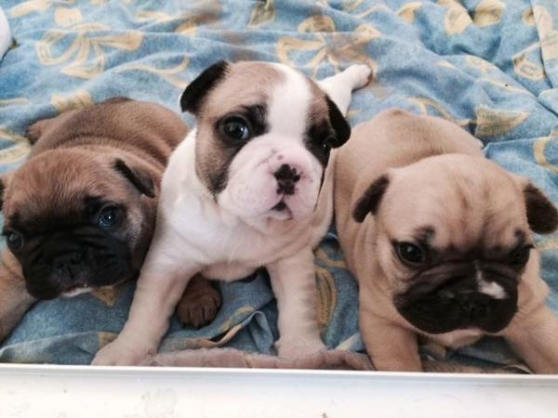 Recherchez Vente Ou Occasion Animaux Annonce Gratuite Sur Marche Fr